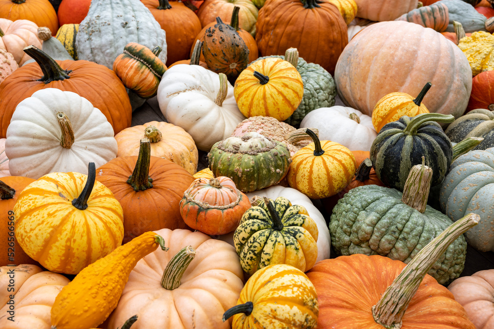 Colorful pumpkins in many variations