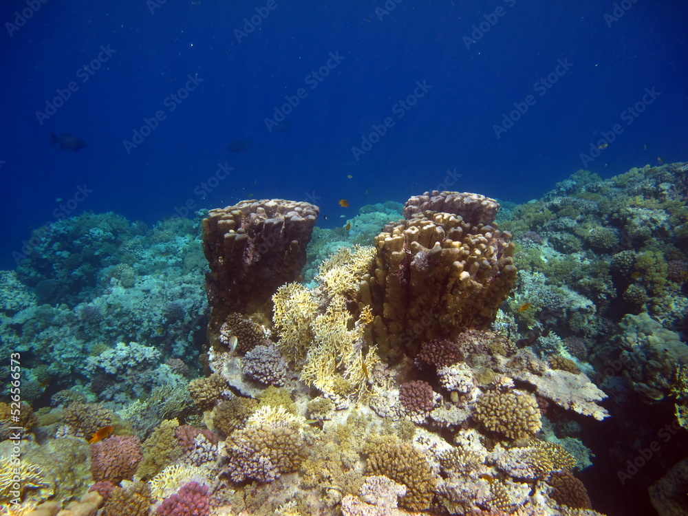 Fototapeta premium Beautiful coral reefs of the Red Sea.