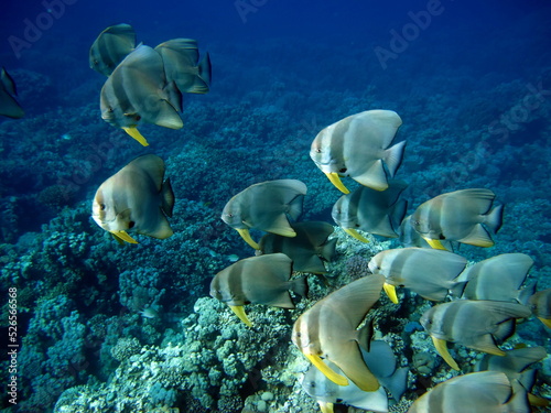 Beautiful fish on the reefs of the Red Sea. 