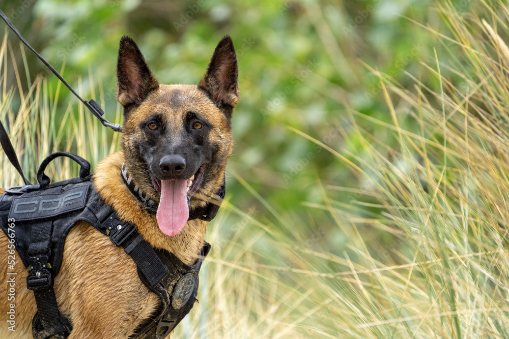 german shepherd dog with a green background. Working smart police dog. Outdoor dog german shepherd dog with a green background. Working smart police dog. Outdoor dog