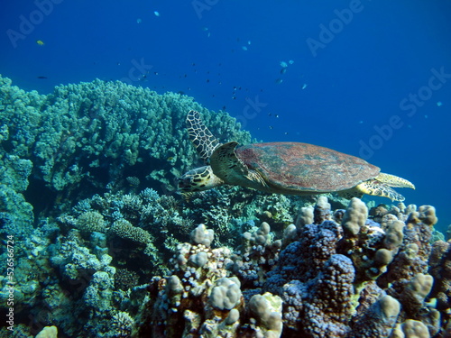 Hawksbill sea turtle (CR species) Hawksbill Turtle - Eretmochelys imbricata.   © Vitalii6447