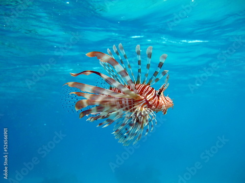 Lion Fish in the Red Sea in clear blue water hunting for food .