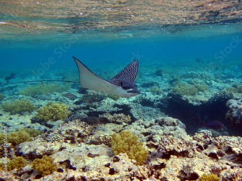Beautiful fish on the reefs of the Red Sea. 