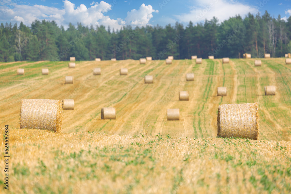 Bales of Hay in a farm field