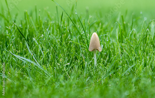 Small solitary mushroom covered in morning dew in lush green grass/lawn