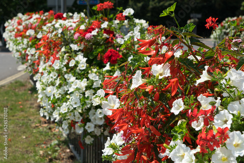 Hanging baskets of floweres during the East Grinstead in Bloom event