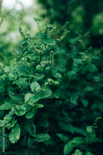 Mint or spearmint green plant growing in the garden outdoor. © greola84