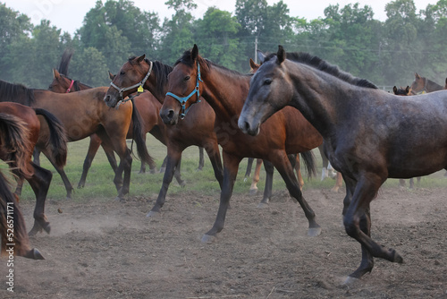A herd of horses in a field runs in the dust 