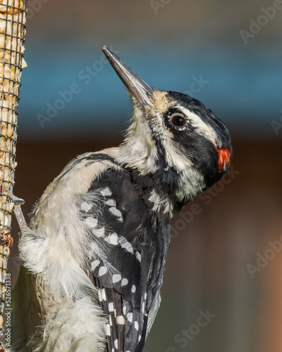 Close-up Male Hairy Woodpecker in Alaska photo