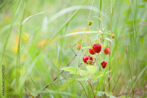 Wild strawberry plant with green leafs and ripe red fruit - Fragaria vesca.