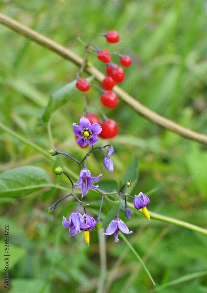 Solanum bitter (Solanum dulcamara) grows in nature Solanum bitter (Solanum dulcamara) grows in nature