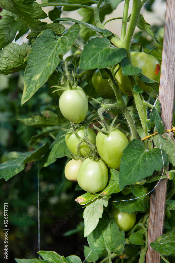 Tomato plants in greenhouse Green tomatoes plantation. Organic farming, young tomato plants growth in greenhouse.