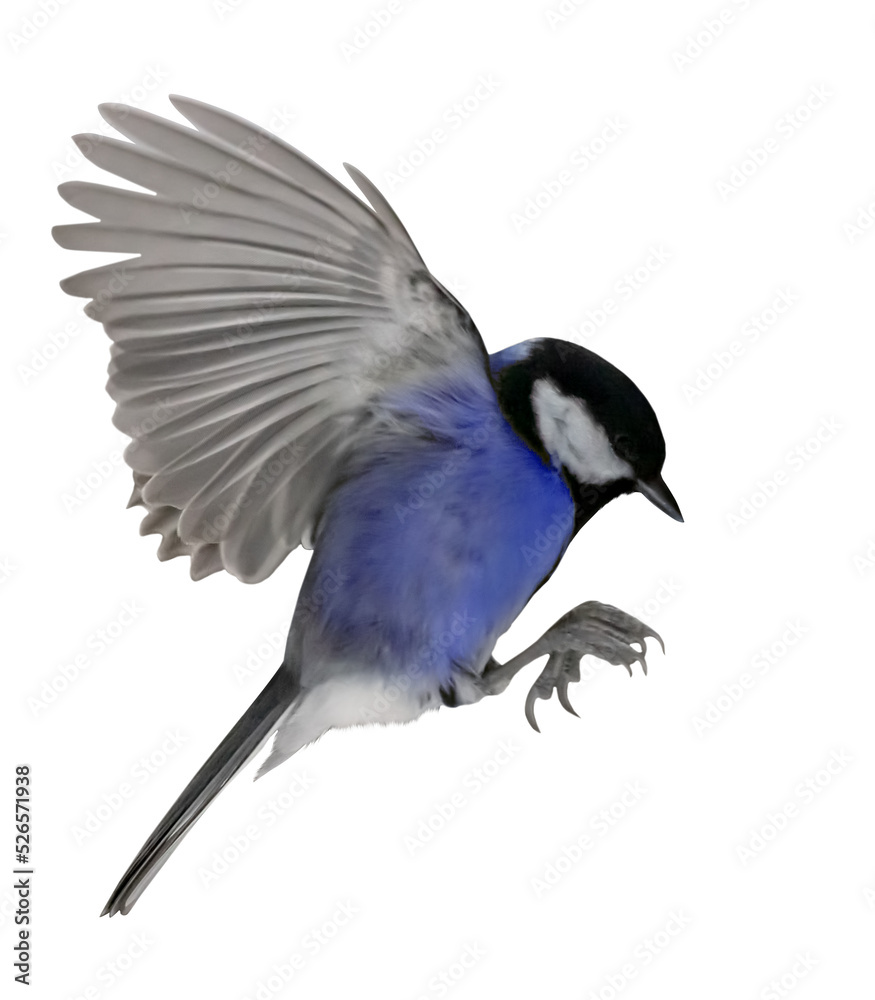 Obraz premium blue great tit in flight isolated on white