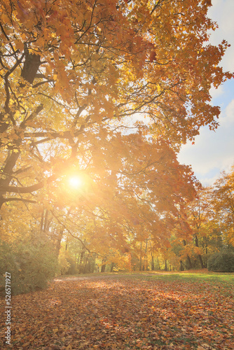 sunlight through large autumn maple