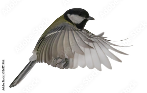 yellow small tit in flight isolated on white © Alexander Potapov