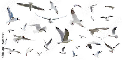 large group of flying isolated seagulls