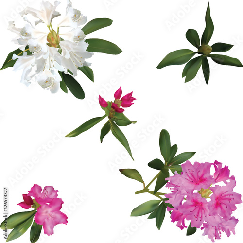 light rhododendron flowers isolated on white photo