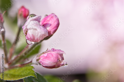 Apple, apple blossoms, apple blossoms, buds.