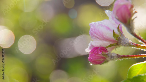Apple, apple blossoms, apple blossoms, buds.