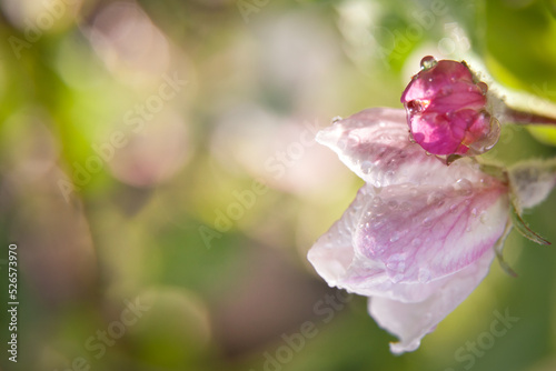 Half opened flower buds of apple tree on a green background in springtime. Stock Photo