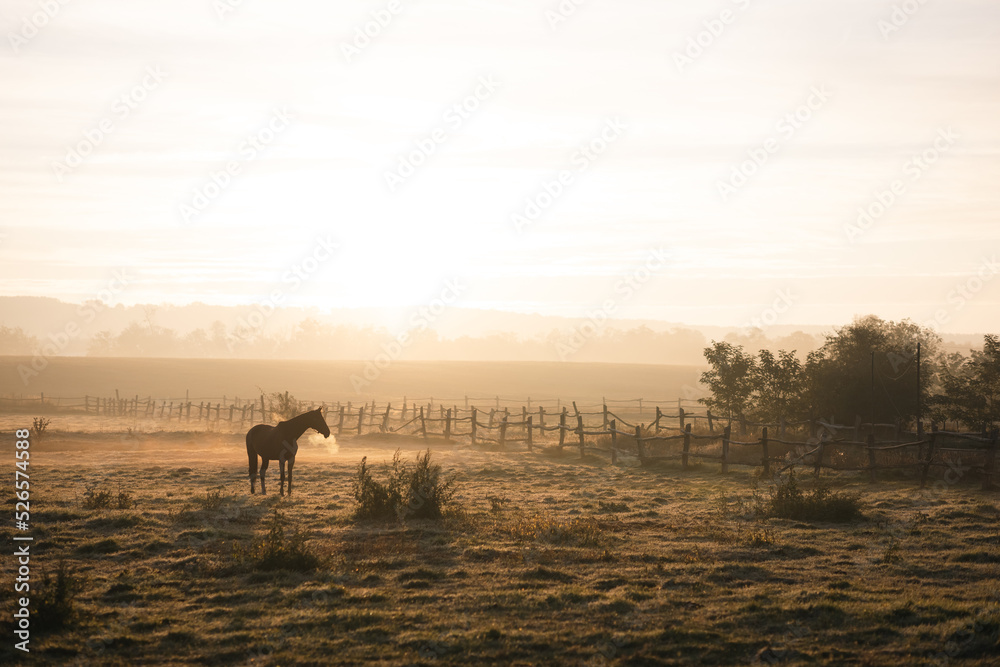 Horses grazing on a meadow on a cold autumn morning, their breath is visible due to condensation - obrazy, fototapety, plakaty 