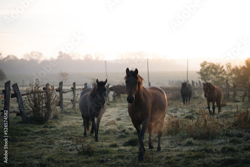 Horses grazing on a meadow on a cold autumn morning  their breath is visible due to condensation