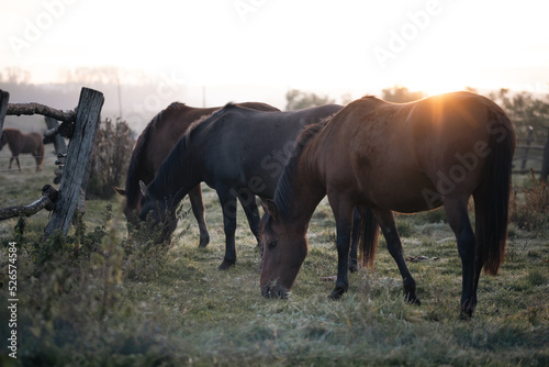 Horses grazing on a meadow on a cold autumn morning, their breath is visible due to condensation