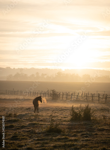 Horses grazing on a meadow on a cold autumn morning, their breath is visible due to condensation