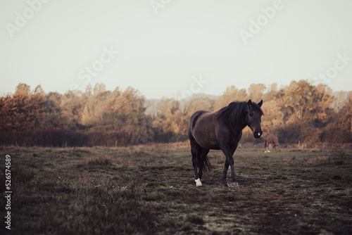 Horses grazing on a meadow on a cold autumn morning, their breath is visible due to condensation © mdennah
