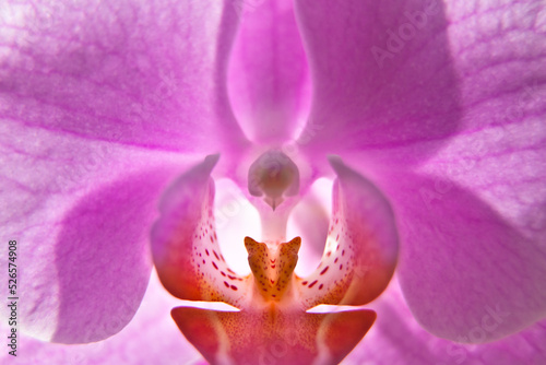 Close-up of beautiful pink Orchid flower. pink orchid macro