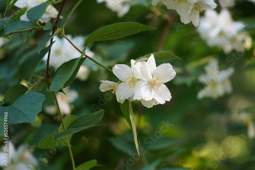 White blossom with green leaves in background