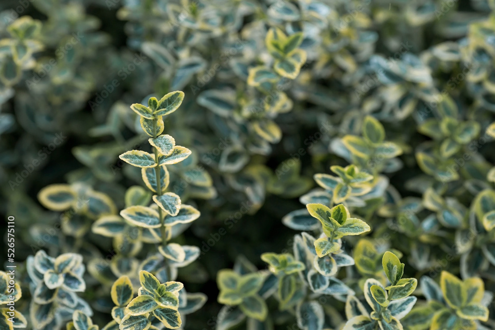The background image is green. Natural, environmentally friendly natural background. Texture of green leaves of fortune emerald gold birch bark.