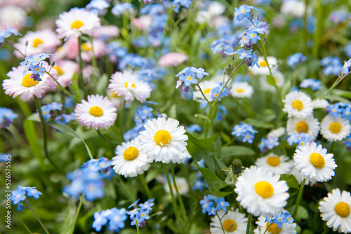 Blue and white wildflowers. Blooming daisies and forget-me-not flowers from above.