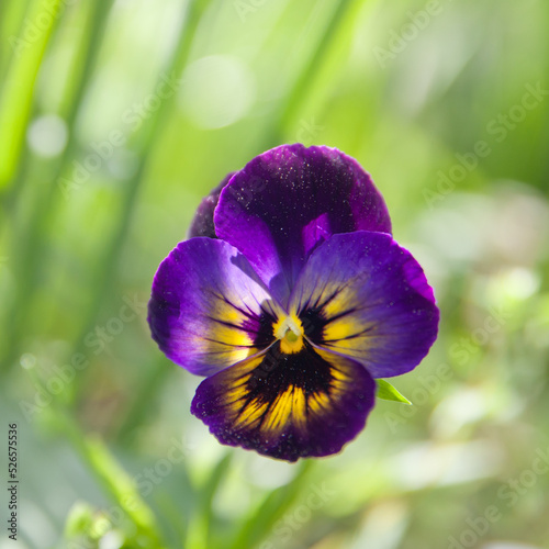 Closeup of single garden pansy blossom with bright purple and white petals and yellow center. The cheerful pansy face is surrounded by a background of green pansy leaves.