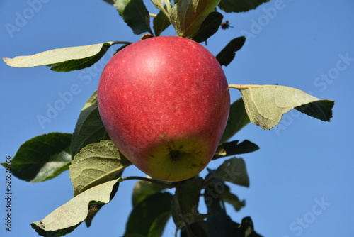 jabłko na drzewie