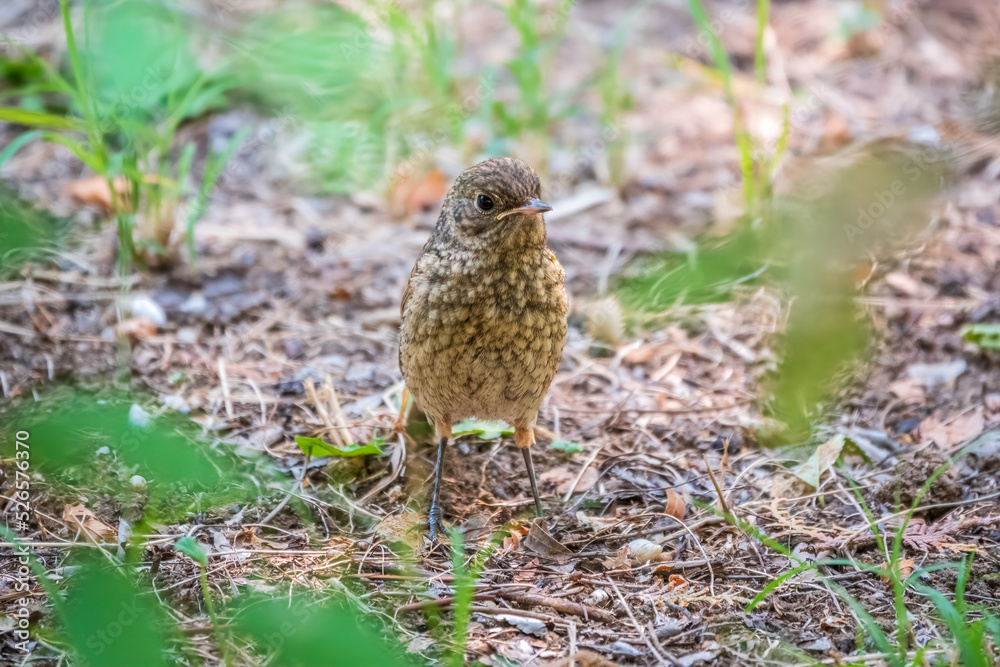 The common redstart, Phoenicurus phoenicurus, young bird, is sitting on a ground against a blurred background. The common redstart, Phoenicurus phoenicurus, young bird, is sitting on a ground against a blurred background.