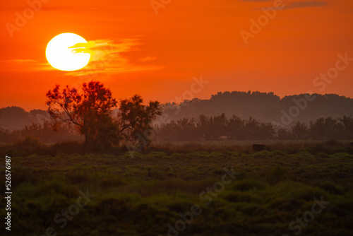 Lev   de soleil sur la Camargue
