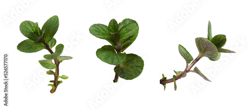 Set of small sprigs with gr...