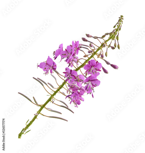 Branch with pink epilobium ...