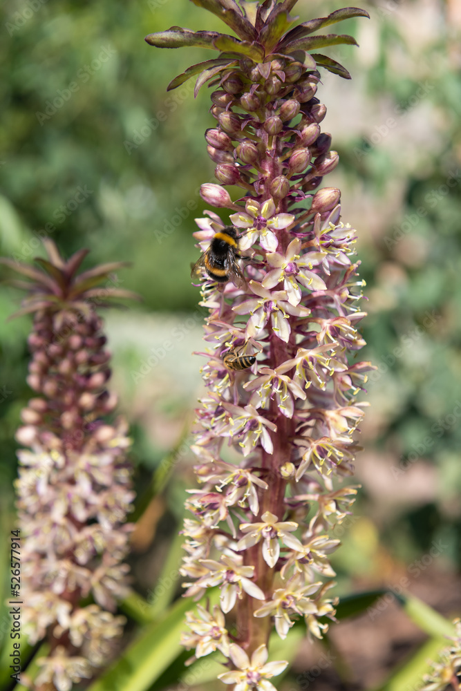 Pineapple lily (eucomis comosa) flowers in bloom Pineapple lily (eucomis comosa) flowers in bloom