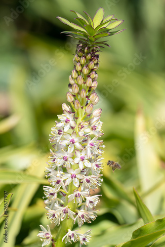 Pineapple lily (eucomis) flowers in bloom