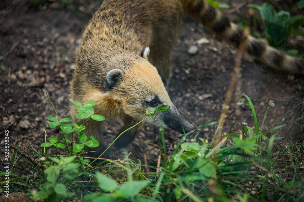 Nasenbär im Gras Nasenbär im Gras