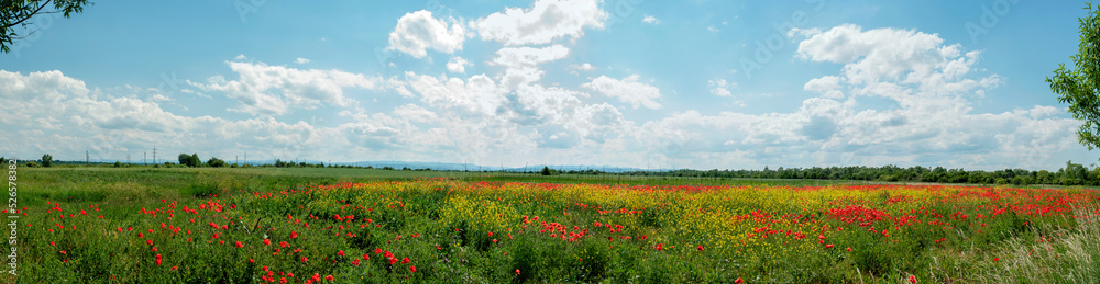 Panorama of a summer field with poppy and rapeseed flowers