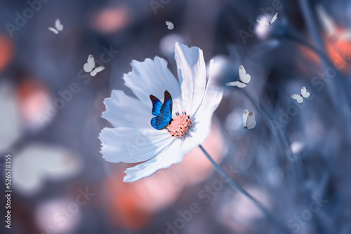 Niebieski motyl na białym kwiatku. 