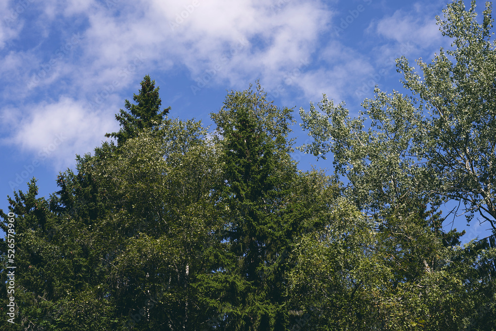 Image of mixed forest from the Olterudelva Valley of the Olterudelva River, formerly known as Grýta River, Toten, Norway, in late summer. Image of mixed forest from the Olterudelva Valley of the Olterudelva River, formerly known as Grýta River, Toten, Norway, in late summer.