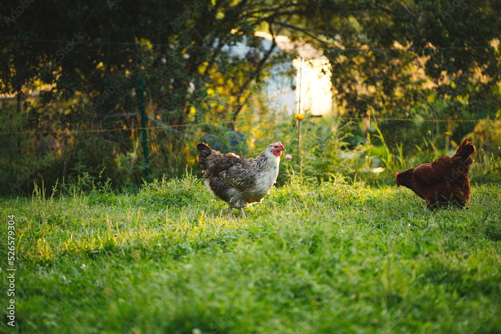 Chickens on a small farm in the country. Small scale poultry farming in Ontario, Canada. Chickens on a small farm in the country. Small scale poultry farming in Ontario, Canada.