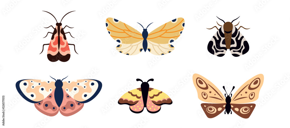 Obraz premium Set of colorful butterflies and moths in cartoon style. Set of tropical flying insects with colorful wings. Vector illustration of real flying insects on white background.