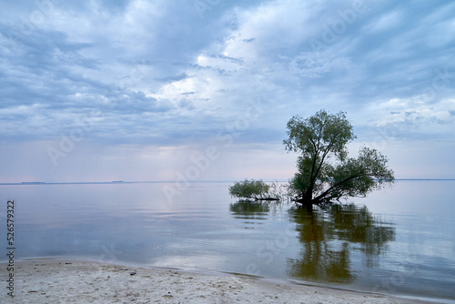 Separate growing tree in the water against a cloudy sky and water surface, part of the shore of a sandy beach, the beauty of nature, floating focus, light noise photo