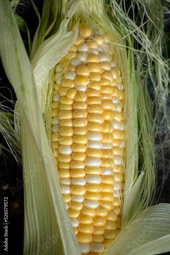 Grains of ripe corn in an ear, close up