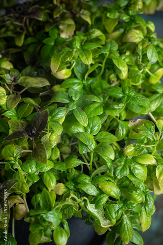 Fresh basil in pot on dark background, closeup
